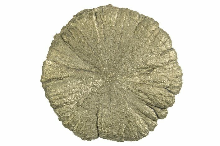 Radiant Pyrite Sun - Sparta, Illinois #342563